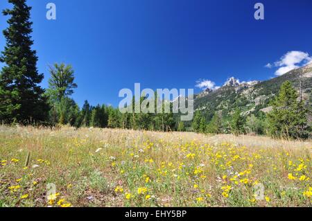 Berggipfel werfen Sie einen Blick von Blumen unten; Teton Range Wyoming - USA Stockfoto