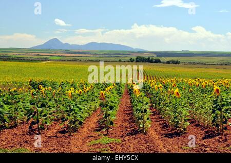 Riesen Sonnenblumen in Reihen, USA Stockfoto