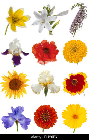 Blume Kollektion, isoliert auf weißem Hintergrund Stockfoto