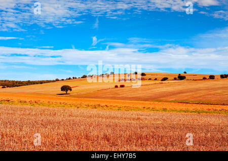 Blick auf einem Maisfeld Landschaft in der Provinz Soria, in Spanien Stockfoto