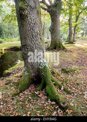 Laubbäume Eichen entlang eines Baches in der New Forest Stockfoto