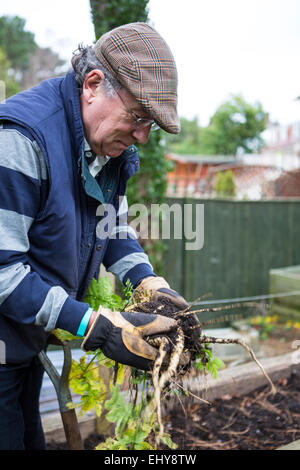 Ältere Mann mit Wurzelgemüse in Händen, Bournemouth, Grafschaft Dorset, UK, Europa Stockfoto