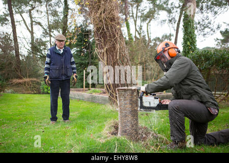 Ein Baum, Bournemouth, Grafschaft Dorset, UK, Europa Stockfoto
