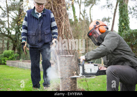 Ein Baum, Bournemouth, Grafschaft Dorset, UK, Europa Stockfoto