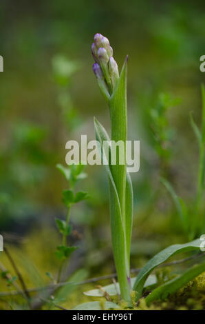 Champagne Orchideen Knospe, Orchis Champagneuxii, Andalusien, Südspanien. Stockfoto