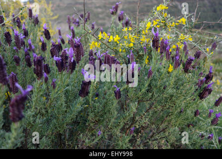 Wilder Spanisch Lavendel, Lavandula Stoechas, Andalusien, Spanien. Stockfoto