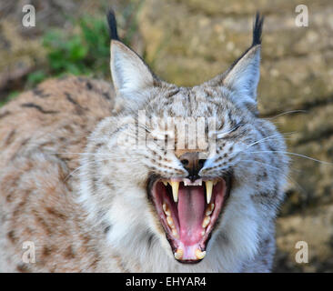 Europäische Luchs Gähnen Stockfoto