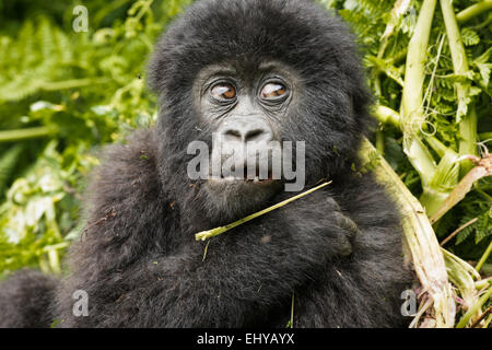 Baby Mountain Gorilla, Sabyinyo Gruppe, Ruanda Stockfoto