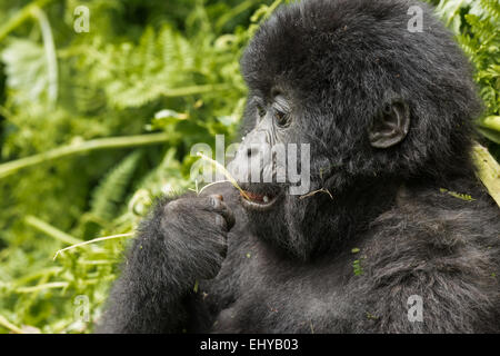 Baby Mountain Gorilla, Sabyinyo Gruppe, Ruanda Stockfoto