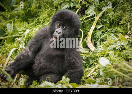 Baby Mountain Gorilla, Sabyinyo Gruppe, Ruanda Stockfoto