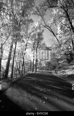 Straße durch Wald in schwarz / weiß Stockfoto