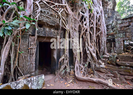 TA Phrom Tempel Ruinen und Schutt Baumwurzeln rund um die Tür des Tempels in Angkor, Siem Reap, Kambodscha verheddert. Stockfoto