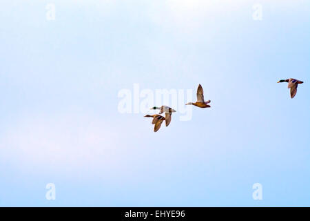 Eine Gruppe von vier Mallard Enten fliegen in den Himmel über zentrale Indiana. Stockfoto