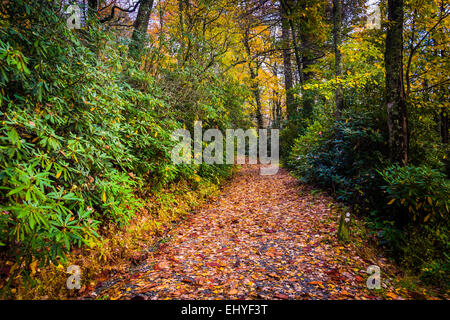 Herbstfarbe entlang einer Strecke bei Moses H. Kegel Park, auf der Blue Ridge Parkway, North Carolina. Stockfoto