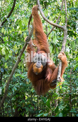 Erwachsener Orang-Utan hängen von den Bäumen im Dschungel Stockfoto