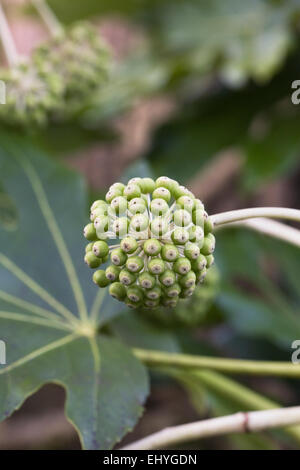 Unreife Früchte auf Fatsia Japonica. Stockfoto