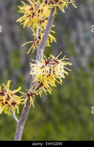 Hamamelis x intermedia 'Barmstedt Gold'. Zaubernuss Blumen. Stockfoto