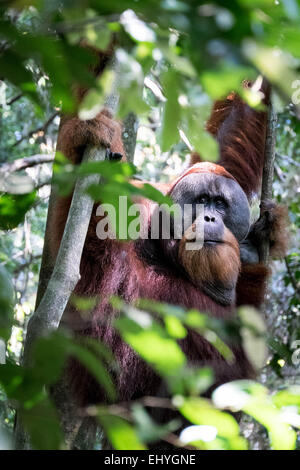 Erwachsener Orang-Utan hängen von den Bäumen im Dschungel Stockfoto