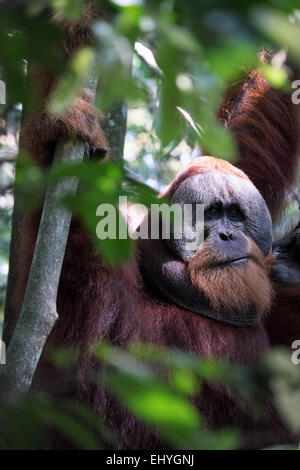 Erwachsener Orang-Utan hängen von den Bäumen im Dschungel Stockfoto