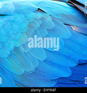 Vogelfedern, blau und Gold Ara Federn, Textur Hintergrund abstrakt Stockfoto