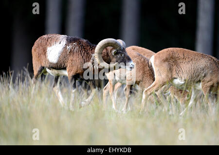 Waschmittel, Tier, Ram, Berg, Ovis Ammon Musimon, Wintermantel, Spiel, Ziege-Antilopen, Hörner, Herbst, Deutschland Stockfoto