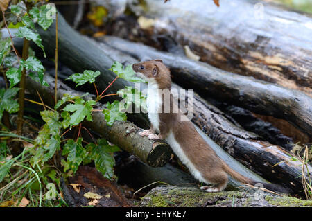 Hermelin, Tier, Herbst, großes Wiesel, kurzes Heck Wiesel, Mustela Erminea, Raubtier, Caniden, Marder, Skunks, Endemical, Wild eine Stockfoto