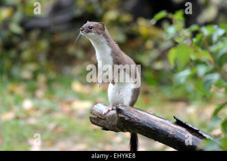 Hermelin, Tier, Herbst, großes Wiesel, kurzes Heck Wiesel, Mustela Erminea, Raubtier, Caniden, Marder, Skunks, Endemical, Wild eine Stockfoto