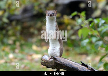 Hermelin, Tier, Herbst, großes Wiesel, kurzes Heck Wiesel, Mustela Erminea, Raubtier, Caniden, Marder, Skunks, Endemical, Wild eine Stockfoto