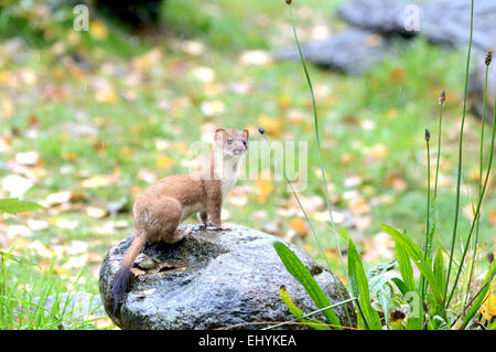 Hermelin, Tier, Herbst, großes Wiesel, kurzes Heck Wiesel, Mustela Erminea, Raubtier, Caniden, Marder, Skunks, Endemical, Wild eine Stockfoto