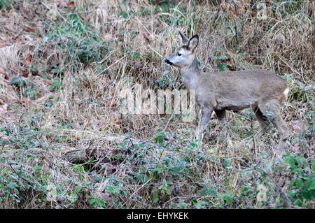 Reh, Wald Rehe, Capreolus Capreolus, Rehe, Klauentiere, Wiederkäuer, neue Welt Hirsch, Natur, wildes Tier, ein Stockfoto