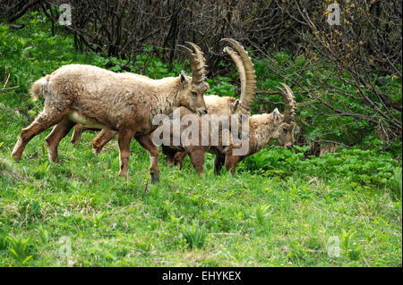 Steinbock, Steinbock, Tier, Nanny Bergziege, Klauentieren Tier, Wiederkäuer, Horntiere, Hornträgern, Ziegen, Ziege-Antilopen, Capra Stockfoto