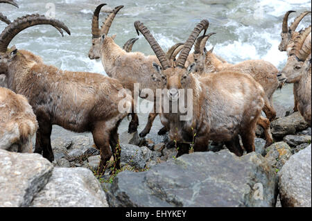 Steinbock, Steinbock, Tier, Nanny Bergziege, Klauentieren Tier, Wiederkäuer, Horntiere, Hornträgern, Ziegen, Ziege-Antilopen, Capra Stockfoto