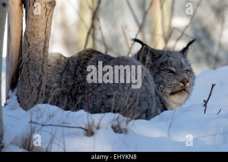 Felis Lynx, Luchs, Wildkatze, Kanada, Winter Stockfoto