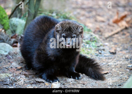 Fisher, Martes Pennanti, Pekan, Tier, USA, USA, Amerika, Stockfoto