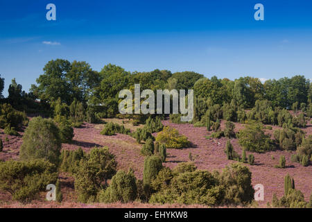 Blüte, Caluna, Deutschland, Europa, Fauna, Moor, Heide blühen, Moor-Landschaft, Saison, Trainer, Tour, Lüneburger Heide, Landschaft, untere Sax Stockfoto