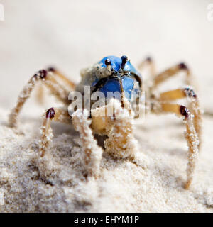 Nahaufnahme einer Soldaten-Krabbe in den Sand, Fraser Island, Australien Stockfoto