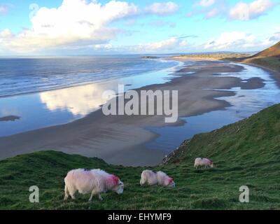 Schafe grasen auf einer Klippe, Rhossili Bucht, Gower, Wales, UK Stockfoto