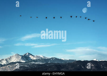 Schwarm Gänse fliegen vor dem Mond über die Gipfel der Rocky Mountains, Colorado Stockfoto