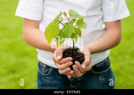 Junge hält ein Baum Bäumchen in der Handfläche seiner Hände Stockfoto