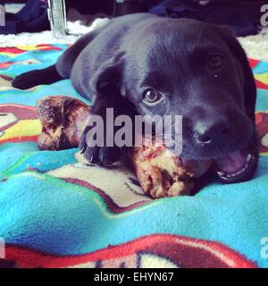 Labrador Welpen Kauen Knochen Stockfoto