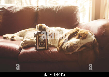 Basset Hund auf einem Sofa mit einer Vintage-Kamera liegen Stockfoto