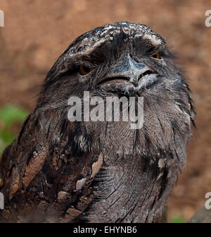 Tawny Frogmouth Eule Stockfoto