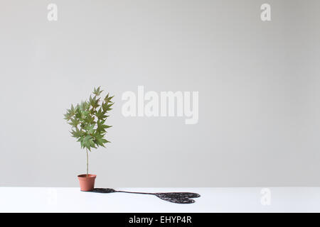 Baum in einem Topf wirft einen herzförmigen Schatten auf einen Tisch Stockfoto