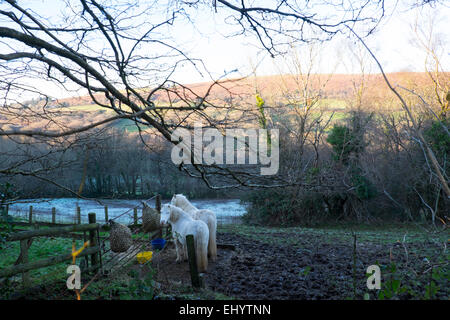 Ponys in schlammigen Feld, Garth Mountain, in der Nähe von Cardiff, South Wales, UK Stockfoto