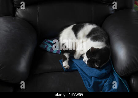 Katze zusammengerollt, schlafen auf sofa Stockfoto