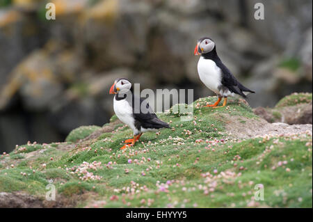 Ein paar der Papageitaucher (Fratercula Arctica) Erhebung der Gegend um ihre Höhlen auf Fair Isle auf den Shetland-Inseln Stockfoto