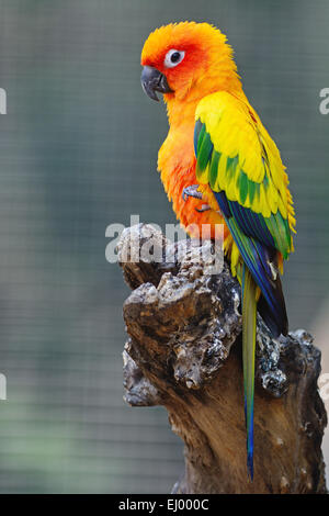 Bunt gelb Papagei, Sun Conure (Aratinga Solstitialis), stehend auf das Protokoll Stockfoto