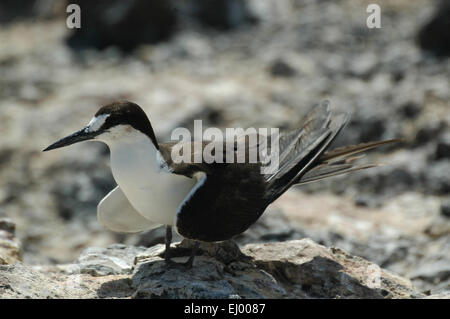 Ascension Island Stockfoto, Bild: 148001533 - Alamy