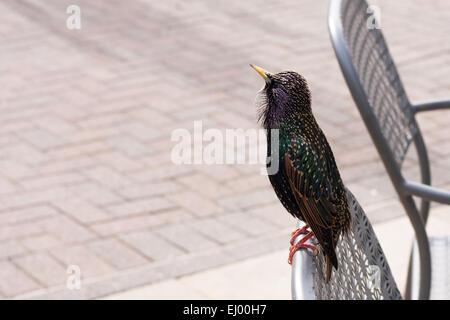 Starling thront auf einem Café Stuhl. Stockfoto