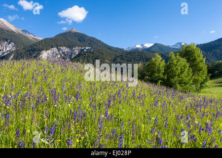 Alvaneu, Schweiz, Europa, Kanton Graubünden, Graubünden, Albula-Tal, Wiese, Alm, Blumenwiese, Wiesen-Salbei Stockfoto